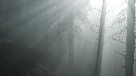 Coniferous-Forest-Backlit-by-the-Fising-Sun-on-a-misty